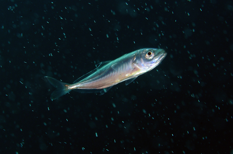 Piccolo carangide - Sugarello (Trachurus sp.).